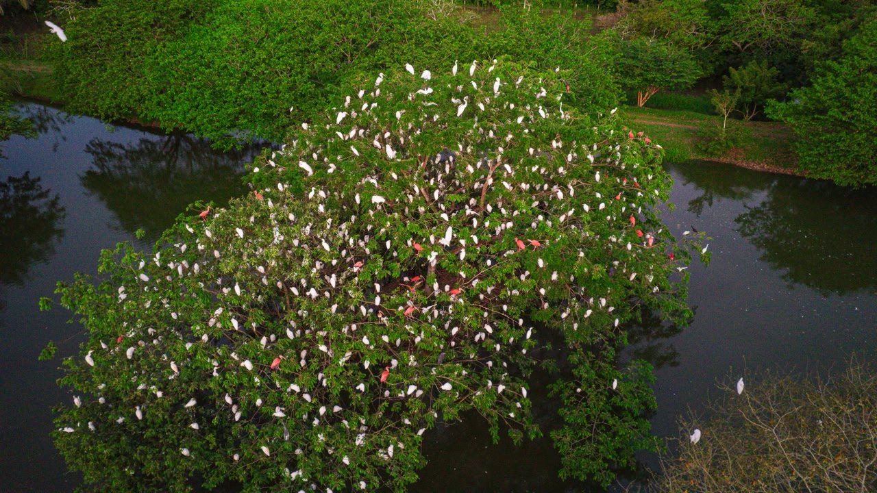 Aves en los humedales del lodge
