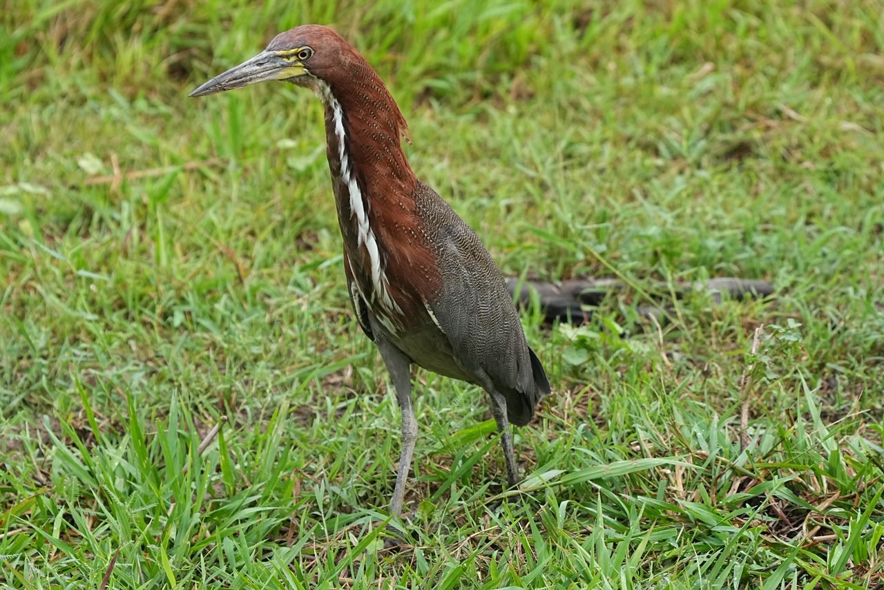 Fauna silvestre en los alrededores del lodge